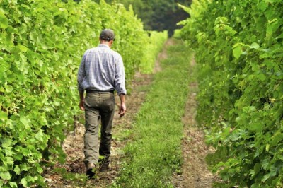 John walking down the vineyard