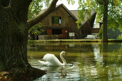 Swan pond
