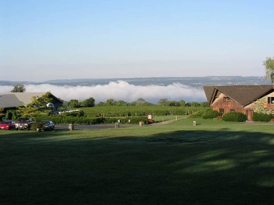 Fog over the lake behind the vineyard